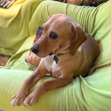 Собаки в добрые руки - Тася