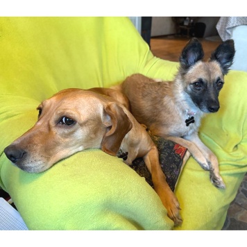 Собаки в добрые руки - Тася - 1