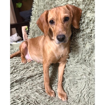 Собаки в добрые руки - Тася - 3