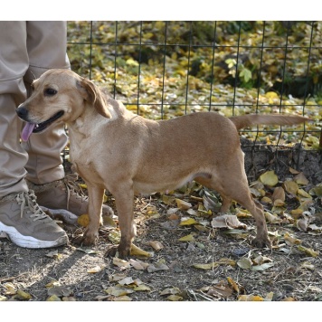 Собаки в добрые руки - Тася - 4