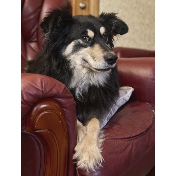 Собаки в добрые руки - Жуля