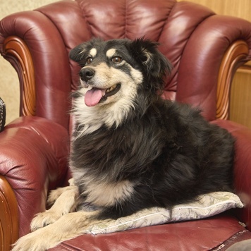 Собаки в добрые руки - Жуля - 1