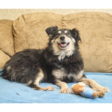 Собаки в добрые руки - Жуля - 2