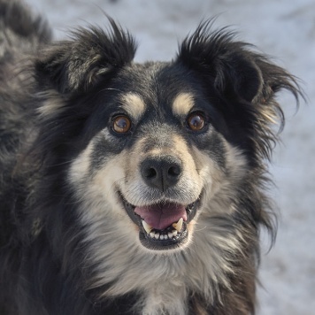 Собаки в добрые руки - Жуля - 3