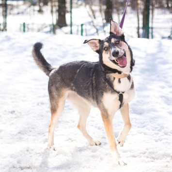 Собаки в добрые руки - Мира