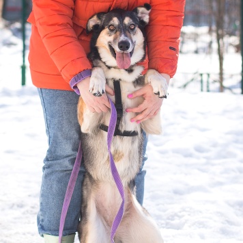 Собаки в добрые руки - Мира - 1