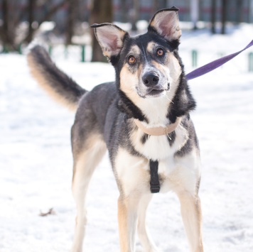 Собаки в добрые руки - Мира - 3