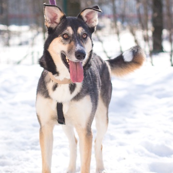 Собаки в добрые руки - Мира - 4