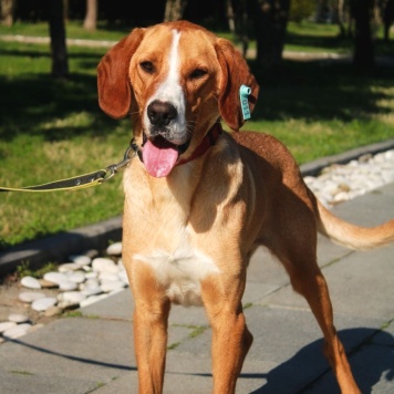 Собаки в добрые руки - Фредди