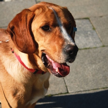 Собаки в добрые руки - Фредди - 1