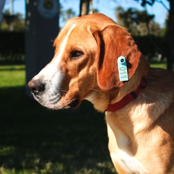 Собаки в добрые руки - Фредди - 2