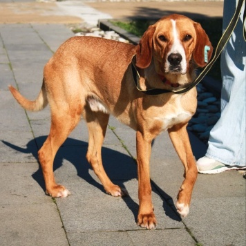 Собаки в добрые руки - Фредди - 3