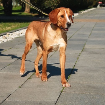 Собаки в добрые руки - Фредди - 4