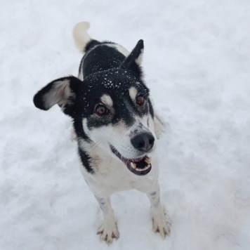 Собаки в добрые руки - Пуля