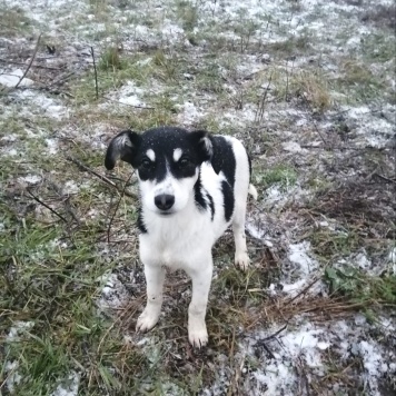 Собаки в добрые руки - Пуля - 1