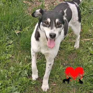 Собаки в добрые руки - Пуля - 2