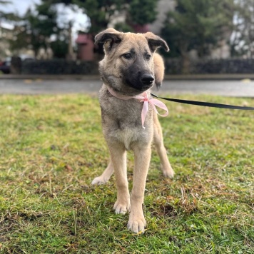 Леди - Собаки в добрые руки