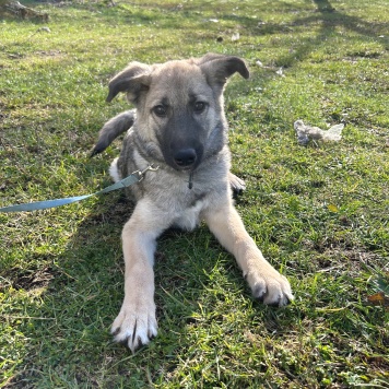 Собаки в добрые руки - Леди - 1