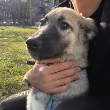 Собаки в добрые руки - Леди - 2