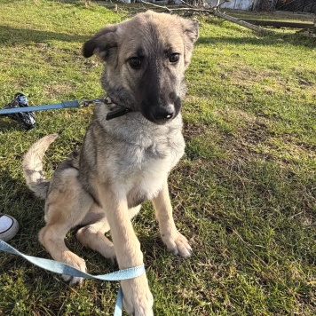 Собаки в добрые руки - Леди - 3