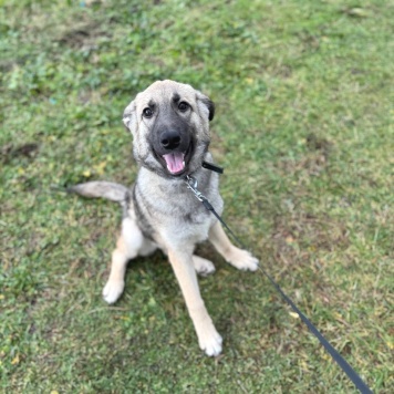 Собаки в добрые руки - Леди - 4