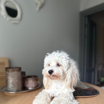 Собаки в добрые руки - Бруно