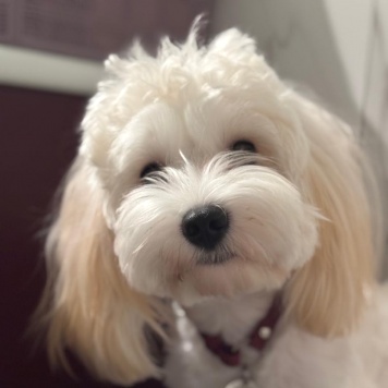 Собаки в добрые руки - Бруно - 1