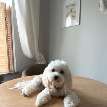 Собаки в добрые руки - Бруно - 2