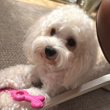 Собаки в добрые руки - Бруно - 3