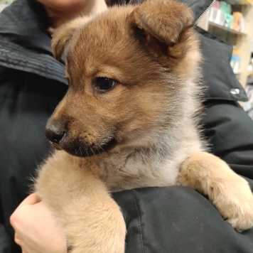 Собаки в добрые руки - Катенька