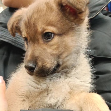 Собаки в добрые руки - Катенька - 1