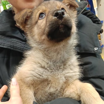 Собаки в добрые руки - Катенька - 2