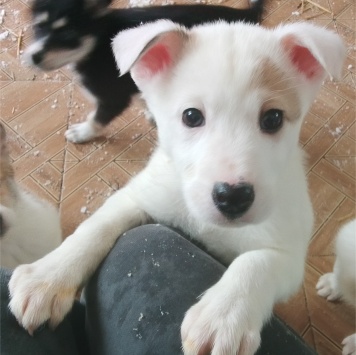 Собаки в добрые руки - Думка