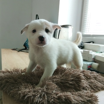 Собаки в добрые руки - Думка - 1