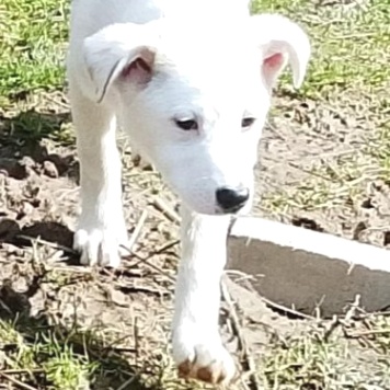 Думка - Собаки в добрые руки