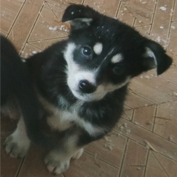 Ночка - Собаки в добрые руки