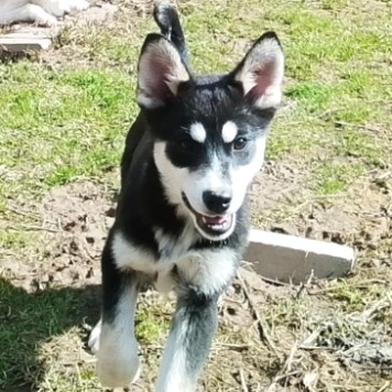 Ночка - Собаки в добрые руки