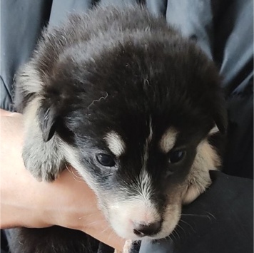 Собаки в добрые руки - Ночка - 1