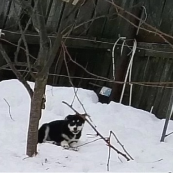 Собаки в добрые руки - Ночка - 2