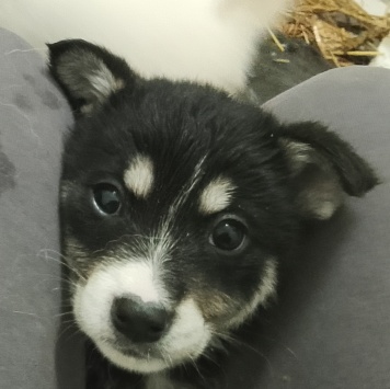 Собаки в добрые руки - Ночка - 3