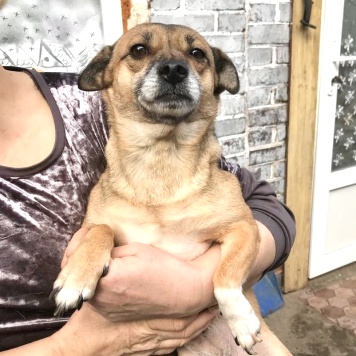 Собаки в добрые руки - Микки - 1