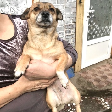 Собаки в добрые руки - Микки