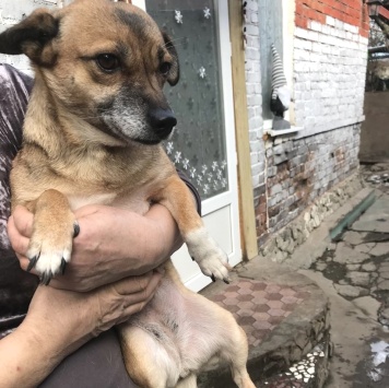 Собаки в добрые руки - Микки - 2