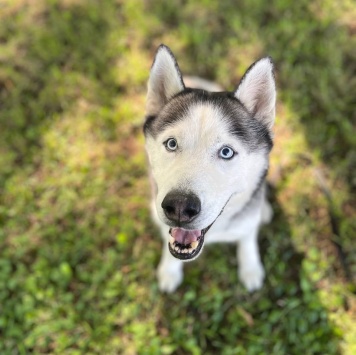 Собаки в добрые руки - Чип - 2