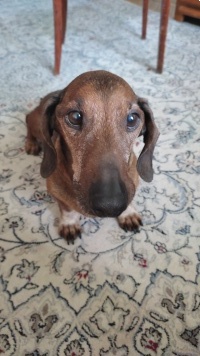 Собаки в добрые руки - Кузя