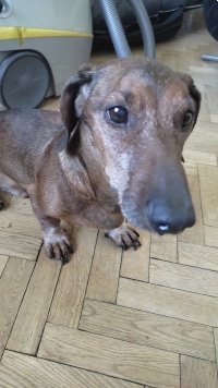 Собаки в добрые руки - Кузя - 1