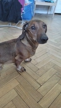 Собаки в добрые руки - Кузя - 2