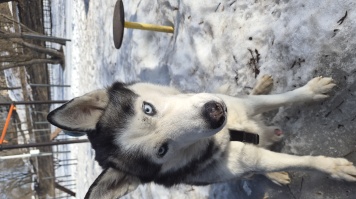 Найденные собаки - Чип
