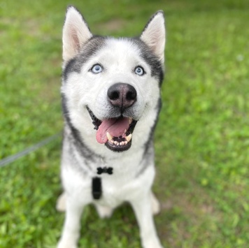 Найденные собаки - Чип - 1