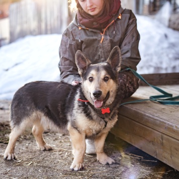 Собаки в добрые руки - Коржик